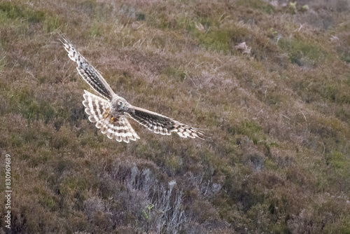 Female hen harrier (Circus cyaneus) flying over the moorland in spring, Isle of Benbecula, Outer hebrides, Scotland