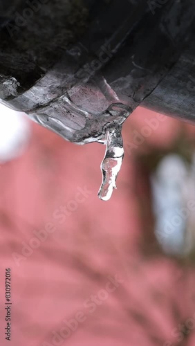 Water drops falling from melting icicle on gutter in early spring