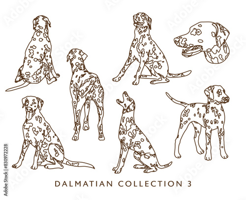 Dalmatian Dog Outline Illustrations in Various Poses 3