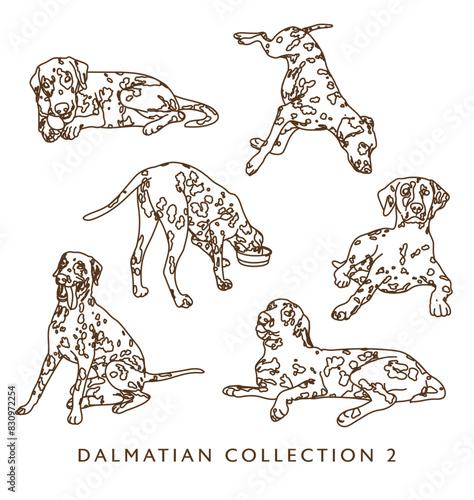 Dalmatian Dog Outline Illustrations in Various Poses 2