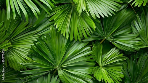 A close up of green leaves with a lush green background