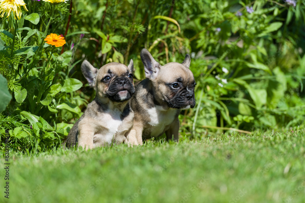 Porträt von zwei Französischen Bulldoggen Welpen im blühenden Garten