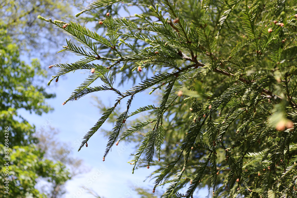 Obraz premium green coast redwood tree branches with female cones growing