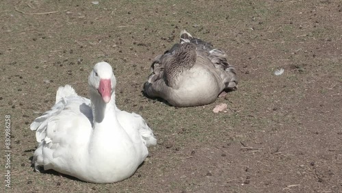 Geese resting on the ground. Pair of grey and white gandos on rural farm. Poultry. Farm animals. photo