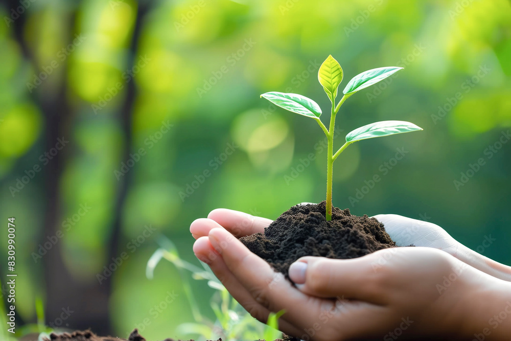Hands gently hold a young plant with soil against the background of nature Hands gently hold a young plant with soil against the background of nature