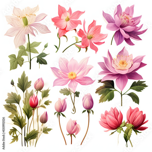 set of Columbine, plants, leaves and flowers. illustrations of beautiful realistic flowers for background, pattern or wedding invitations