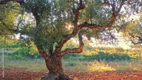 Olive tree plant in garden. Rustic countryside background