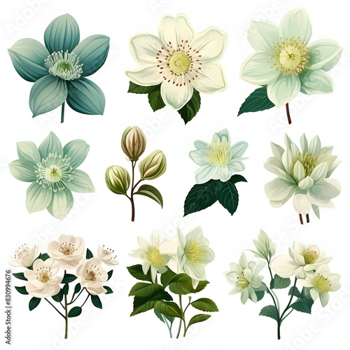 set of Hellebore, plants, leaves and flowers. illustrations of beautiful realistic flowers for background, pattern or wedding invitations