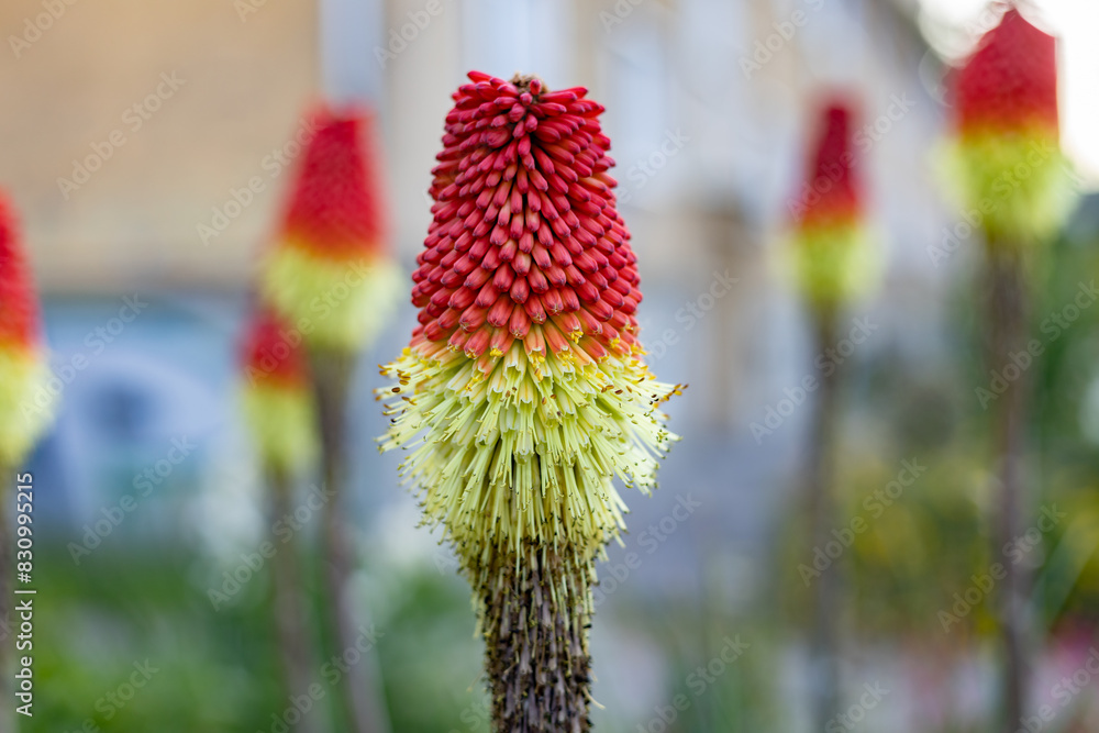 Kniphofia blooming in a flowerbed near the house in spring