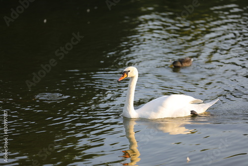 white swan in the water