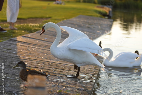 swans on the lake