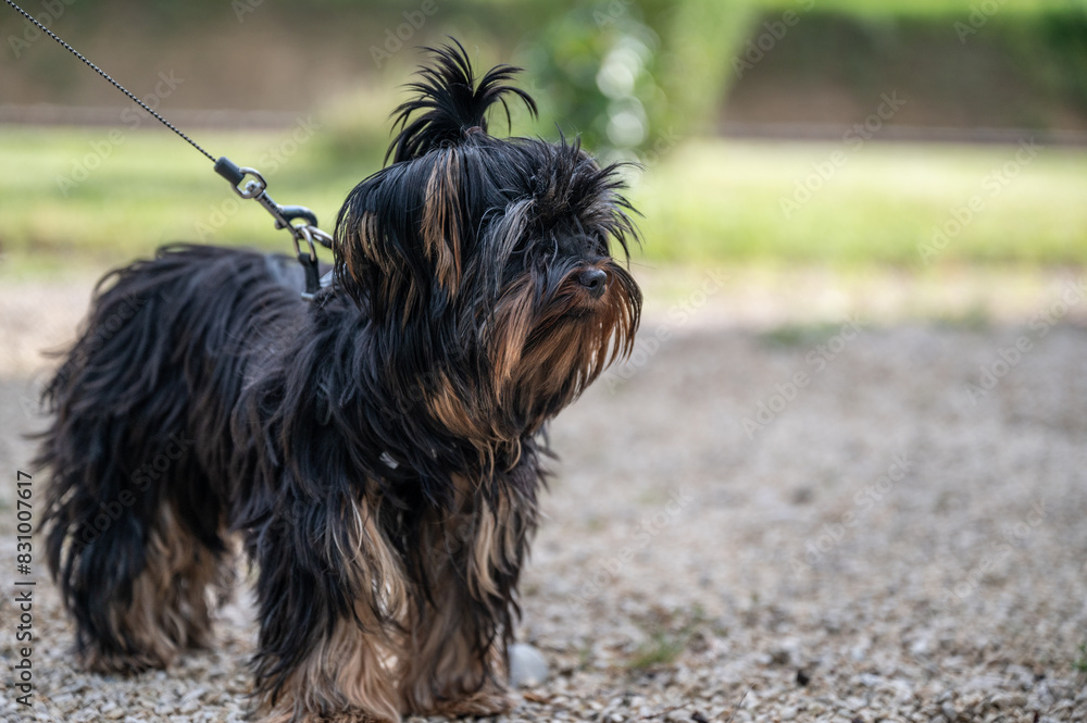 Shih Tzu Hund stehend von der Seite