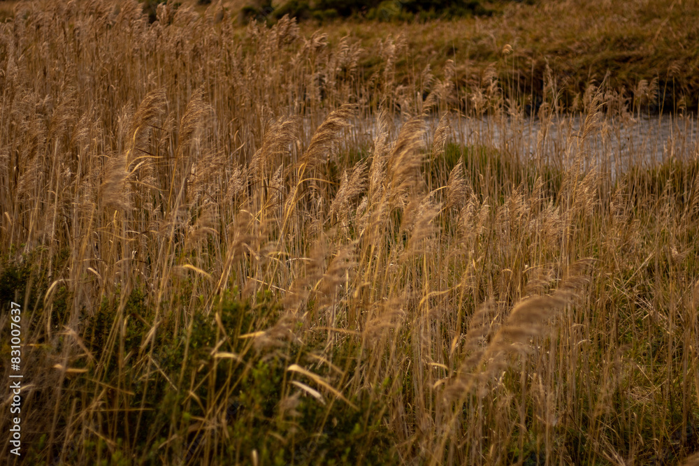 grassland near Wilson Proms, Victoria, Australia grassland near Wilson Proms, Victoria, Australia