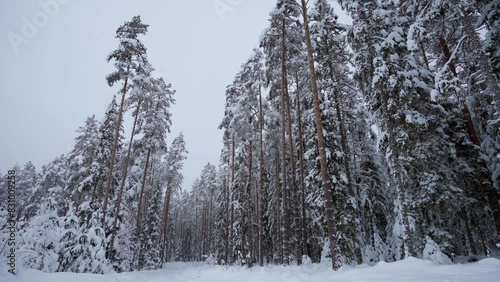 Wallpaper Mural View in the estonian forest in winter, everything is covered with snow, the drone flies over the pine trees capturing the snowy landscape of northern europe. Torontodigital.ca