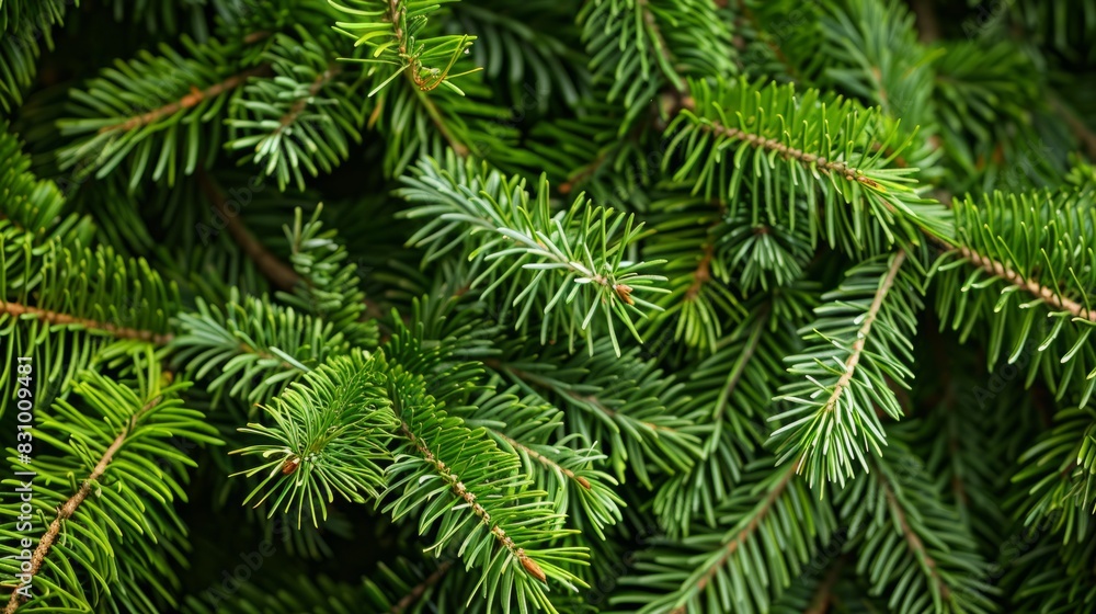 luffy branches of a fir-tree, presenting a Christmas wallpaper or postcard concept in a minimalist modern style that exudes simplicity and holiday warmth. luffy branches of a fir-tree, presenting a Christmas wallpaper or postcard concept in a minimalist modern style that exudes simplicity and holiday warmth.