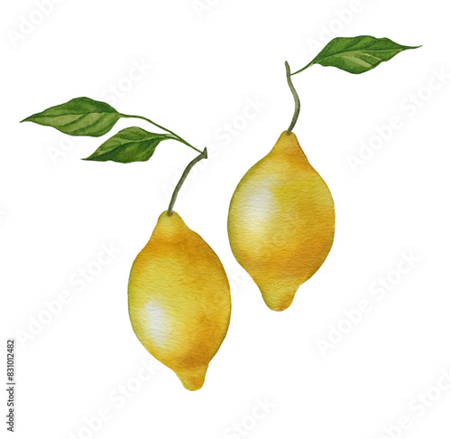 Watercolor set of lemons with leaves isolated on white background. Lemon yellow fruit with green leaves. Botanical painting.
