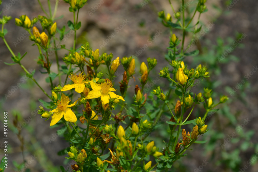 Hypericum - flowering plant in the family Hypericaceae. Other names: St. John's wort, goatweed. Yellow flowers of Hypericum Hypericum - flowering plant in the family Hypericaceae. Other names: St. John's wort, goatweed. Yellow flowers of Hypericum