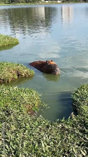 Capybara Capivara chilling on the lake in barigui park curitiba brazil photo