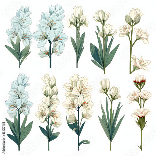 set of Yucca  plants  leaves and flowers. illustrations of beautiful realistic flowers for background  pattern or wedding invitations