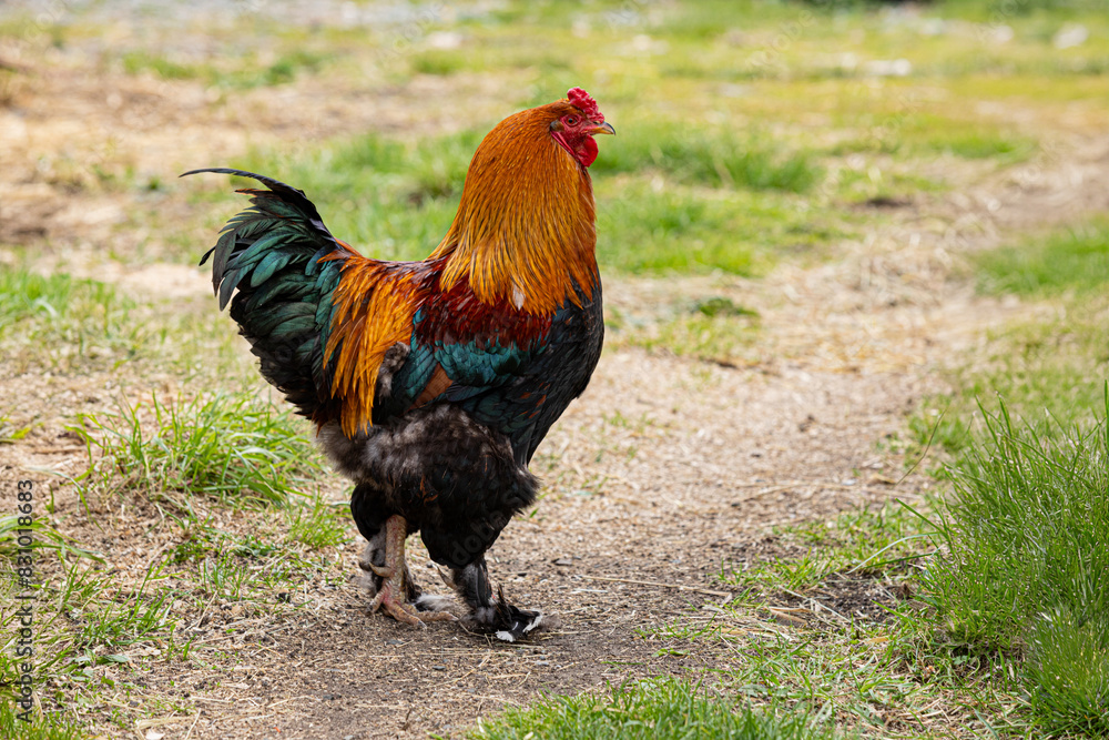 Magnificent colorful rooster stands on a path among the grass. General view, right side. For ad poultry farming, agriculture eco ranch banner, veterinary information Magnificent colorful rooster stands on a path among the grass. General view, right side. For ad poultry farming, agriculture eco ranch banner, veterinary information