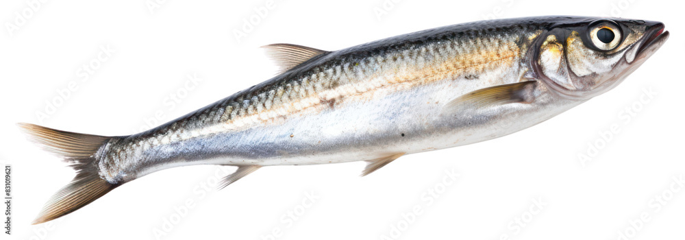 PNG Seafood sardine animal fish. PNG Seafood sardine animal fish.