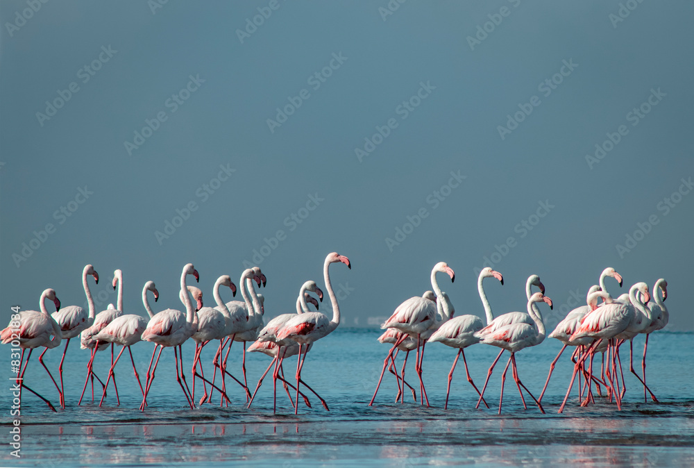 Naklejka premium Wild african birds. Group of Greater african flamingos walking around the blue lagoon on a sunny day