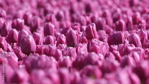 Tulips as a background. Field. Blooming season.  Colors as background and wallpaper. A field with tulips. Blurred background. 
