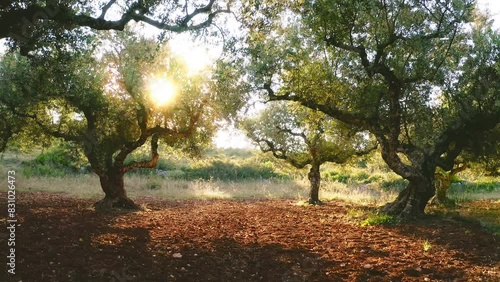 Tuscany Italy olive tree garden landscape. Agriculture beautiful landscape