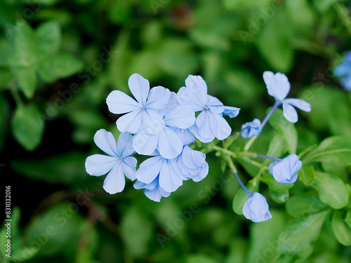 ルリマツリの花 Cape Leadwort Plumbago Leadwort