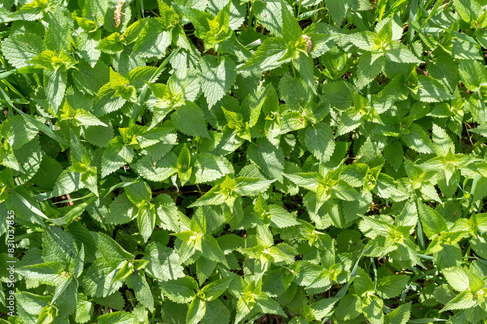 Young Nettles Stinging Herb, Wild Nettle Background, Spring Grass Food, Urtica Dioica Young Nettles Stinging Herb, Wild Nettle Background, Spring Grass Food, Urtica Dioica