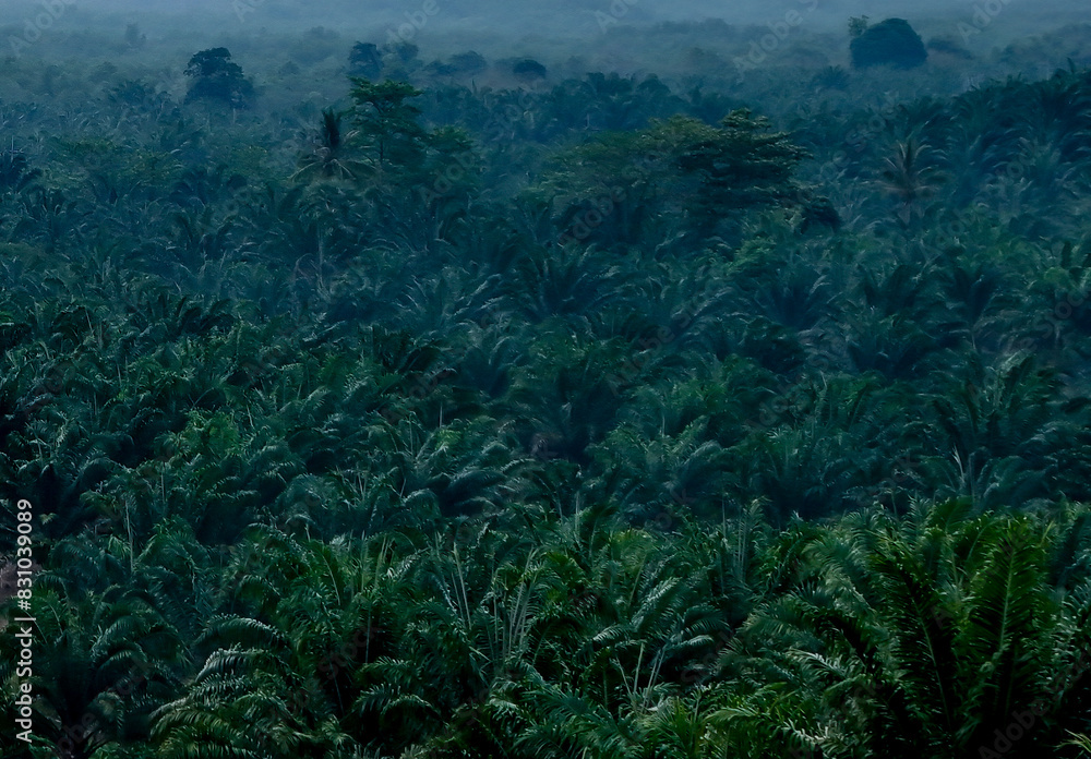 morning in the forest with palm tree morning in the forest with palm tree
