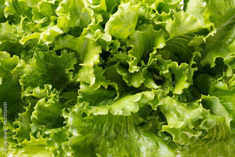 Fresh home-grown green lettuce salad leaves as food background. Close up. Fresh home-grown green lettuce salad leaves as food background. Close up.