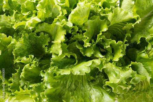 Fresh home-grown green lettuce salad leaves as food background. Close up.