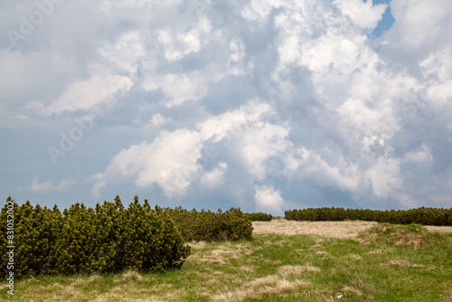 mountain plains and landscape, dwarf pine, dwarf mountain pine, Pinus mugo, mountain pine, scrub mountain pine