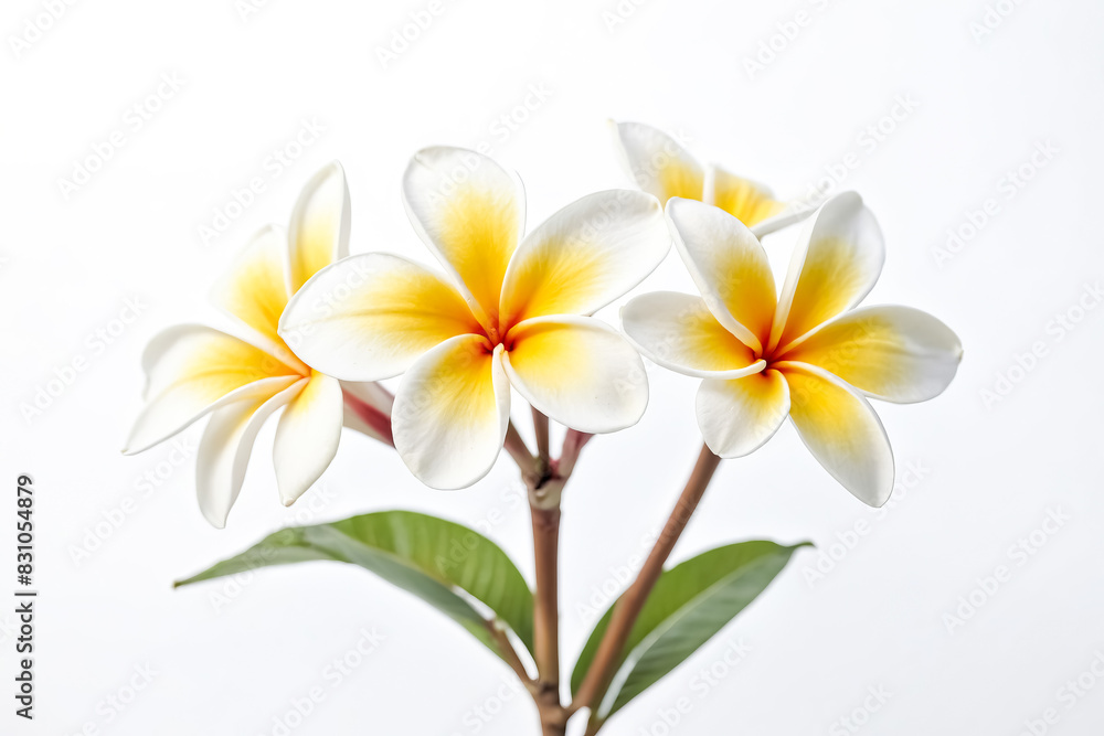 White Plumeria Flowers with Yellow Center