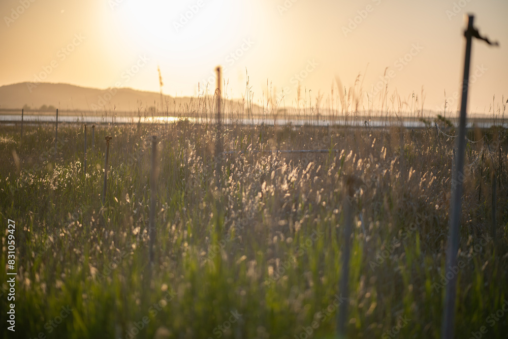 Obraz premium Grass growing in the field and the evening glow 