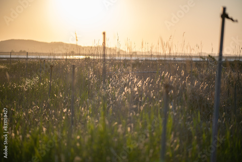 Grass growing in the field and the evening glow
