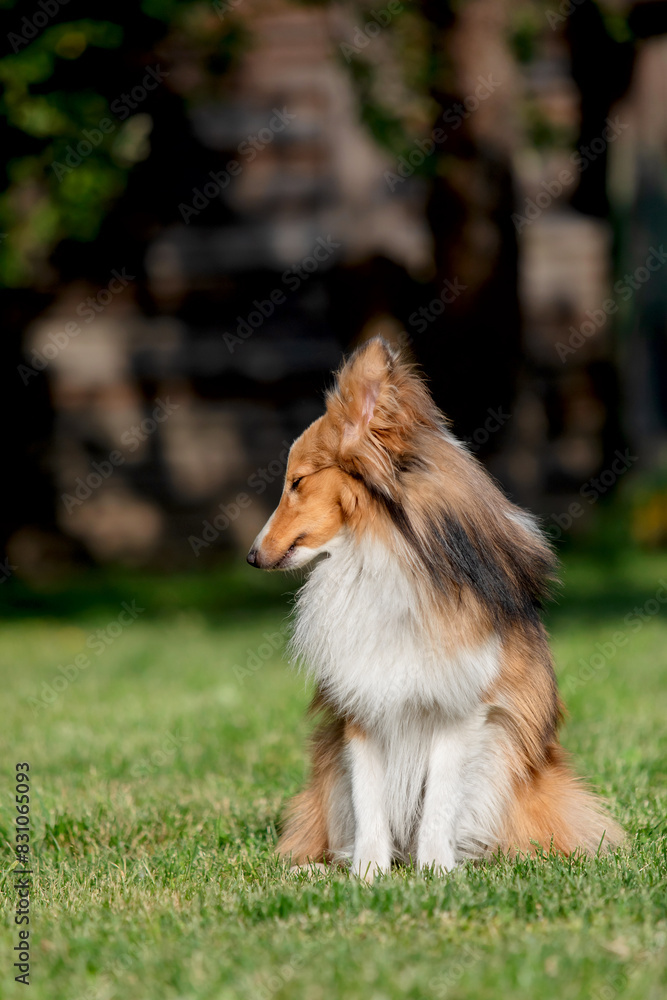 Fluffy Sheltie dog. Domestic pet sitting on the green grass. Shetland Sheepdog. Dog with closed eyes Fluffy Sheltie dog. Domestic pet sitting on the green grass. Shetland Sheepdog. Dog with closed eyes
