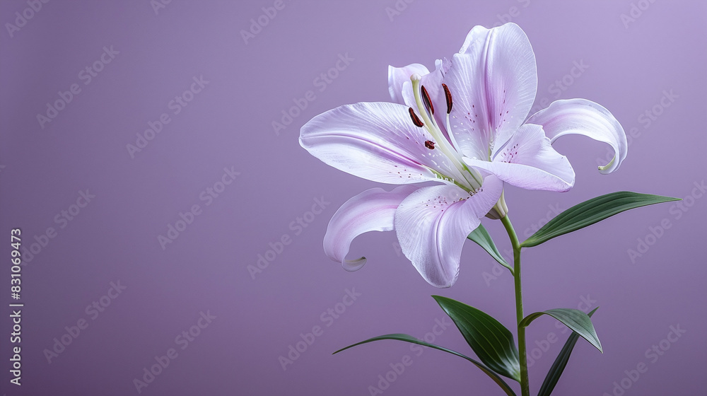 Elegant Pink Lily Flower with Green Stem and Leaves on Solid Purple Background