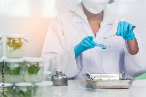 Foto Biochemistry asian Scientist women working plants tissue culture biotechnology in science lab