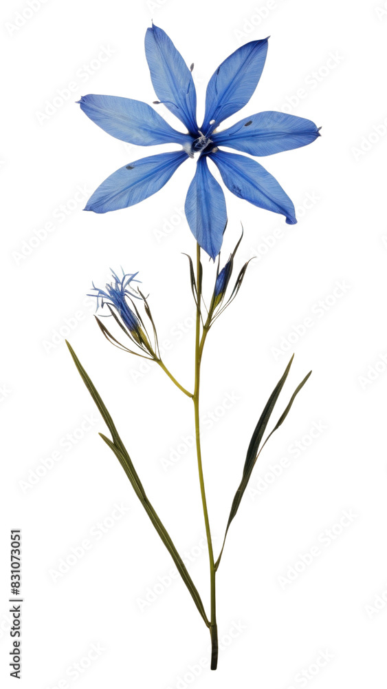 Obraz premium PNG Flower plant petal herb. AI generated Image by rawpixel.