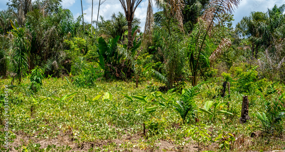 Garden in the inlands of Suriname growing peanuts, bananas and oil palm trees
Garden in the inlands of Suriname growing peanuts, bananas and oil palm trees