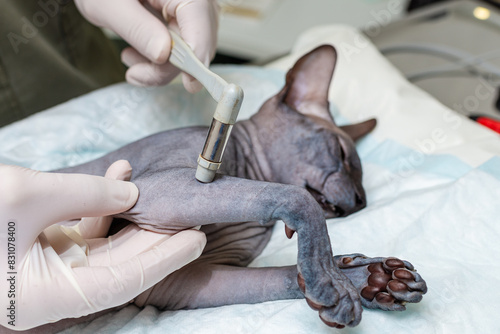 Картината върху платно veterinarian with a medical hammer tests the sphinx cat's hand-foot reflexes in an animal hospital