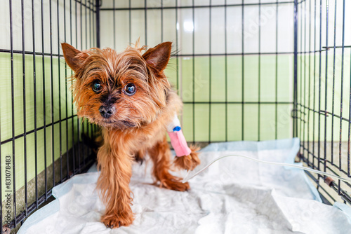 Quadro em tela A young Yorkshire terrier dog is recovering in a cage at a veterinary hospital after surgery