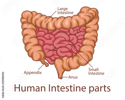 Human Intestine Parts. Human internal organ. Anatomical Illustration.  Science, medicine, biology education. Anatomical structure for medical info learning