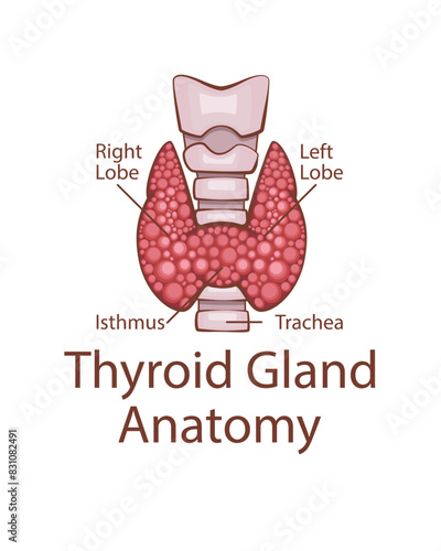 Thyroid Gland Anatomy. Human internal organ. Anatomical Illustration.  Science, medicine, biology education. Anatomical structure for medical info learning