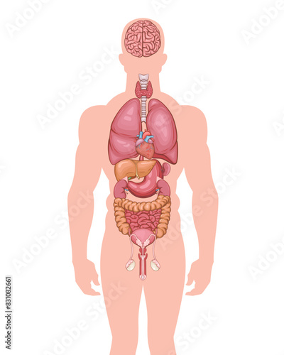 Human internal organ. Anatomical Illustration.  Science, medicine, biology education. Anatomical structure for medical info learning