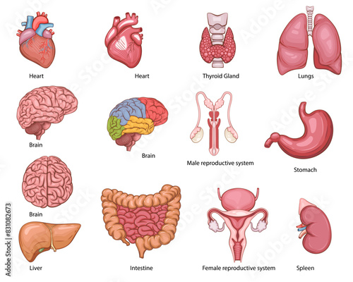 Human internal organ. Anatomical Illustration.  Science, medicine, biology education. Anatomical structure for medical info learning