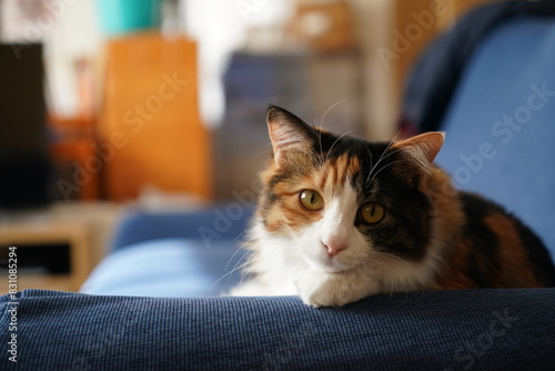 長毛の三毛猫