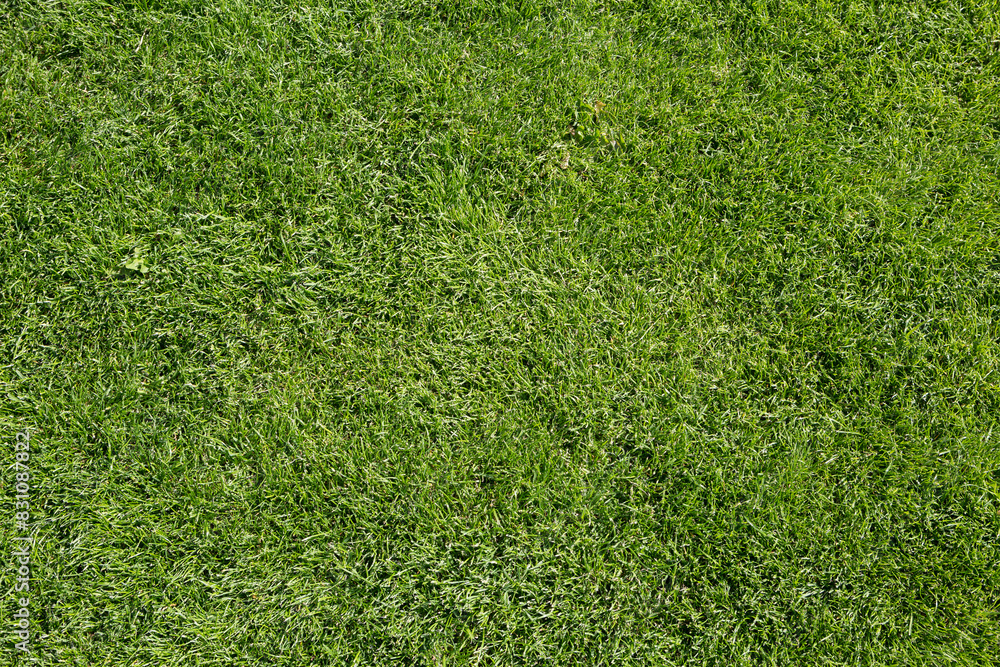 Obraz premium Full frame top view image of fresh green grass in a stadium
